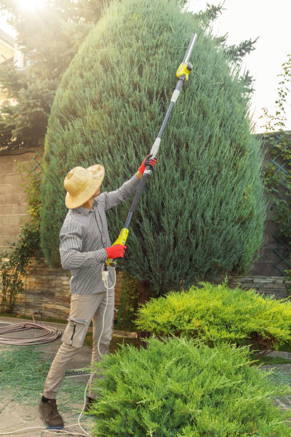 Best Tree Maintenance Programs  in Paradise, CA