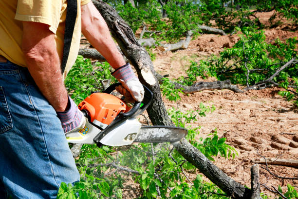 Best Tree and Shrub Care  in Paradise, CA